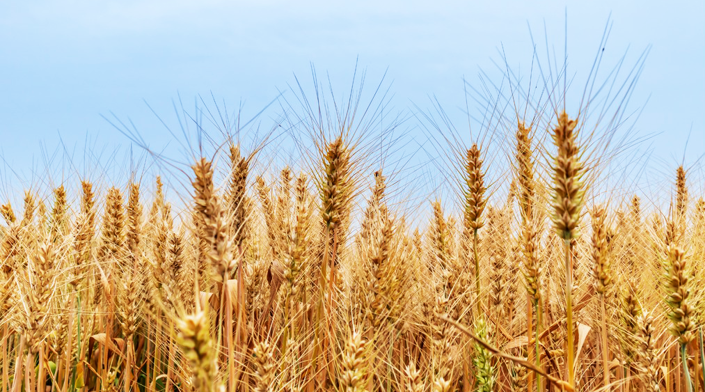 今日芒种|“芒”有所获 “种”有所得